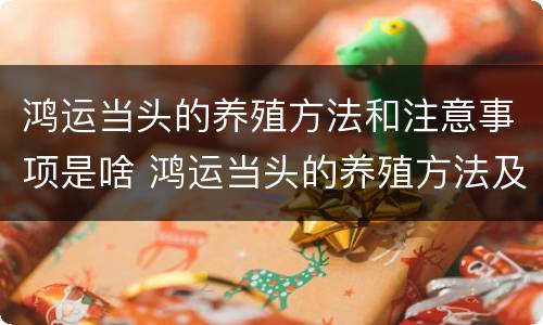 鸿运当头的养殖方法和注意事项是啥 鸿运当头的养殖方法及注意事项