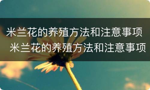 米兰花的养殖方法和注意事项 米兰花的养殖方法和注意事项 盆栽三角梅