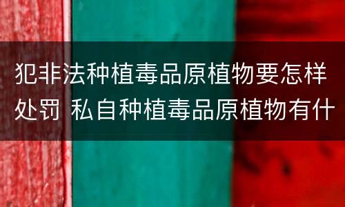 犯非法种植毒品原植物要怎样处罚 私自种植毒品原植物有什么罪?